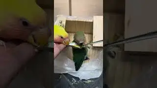 Feeding cute birds #birds #birdfeeding #birdcare #parrot #parrotfeeding #cute
