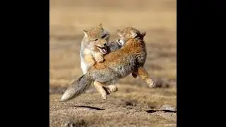 Tibetan Fox: Nature's Grumpiest Predator! 🦊😾 | 5 Fascinating Facts