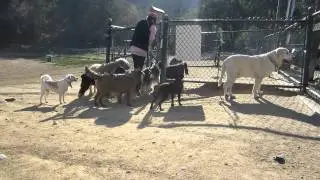Laurel Canyon dog park
