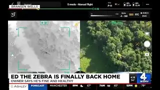 Ed the zebra finally back home