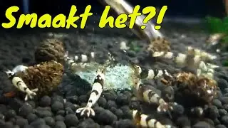 Home Made Garnalenvoer, hoe bevalt het?!