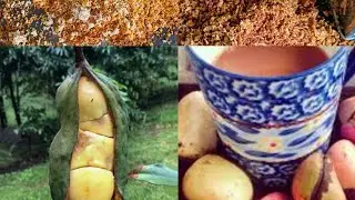 bissy  aka  kola nuts. Very good to have a cup of  bissy  tea  Jamaican tradition. Medicine. 🇯🇲 🇯🇲