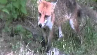 Renards roux femelles