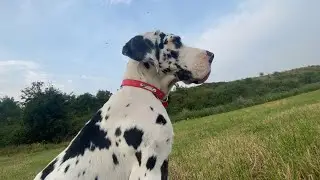 Walking a Great Dane Puppy || Should a Great Dane Puppy Run || The Beard & The Dane