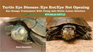 Turtles Eyes infection or eyes closed swallen eyes solution Hindi Urdu English sub