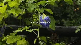 iPhone 16e Cinematic Video Test | 4K Sample Shots (2025)