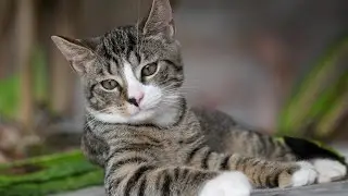What Is the 3-3-3 Rule of Cats?🏡❤️