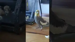 Bird singing 🎶IG: @crumpetdumpling #birbolove #birdscontent #birdcontent #birbocontent #birbconten