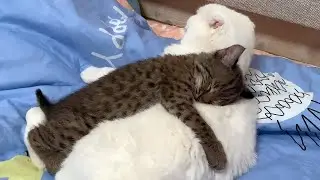 FUNNY CATS TRY NOT TO LAUGH 😂 FUNNY PETS / CUTE ANIMALS 2022 😂