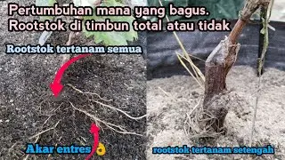 Perbedaan pertumbuhan anggur ketika rootstok di kubur total dan di kubur setengah