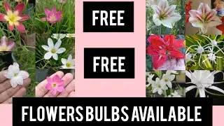Bulbs available DM me on my insta. You have to pay only shipping charges 