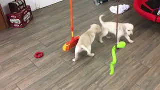 Labrador Zucht vom Kloster Marienthal - RAMBAZAMBA 🥰🥰