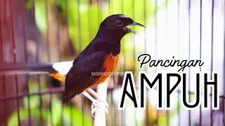KALO MURAIMU GAK IKUT BUNYI JUAL SAJA #60 - PANCINGAN MURAI BATU GACOR AMPUH