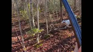NJ Woodcock Hunting - How Long will the Woodcock Hold Part 2