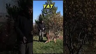Workingline Germanshepherd Dog Moves  #gsd #dogtraining #workingline #igp #gsdlove #fyp #keşfet