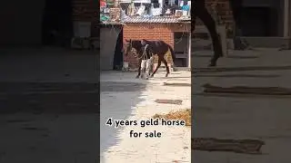 4 years Geld #thoroughbred #horse #sale
