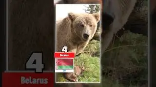 Brown Bear... #shorts #datacomparison #datacompare