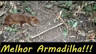 A melhor armadilha para pegar paca e cutia