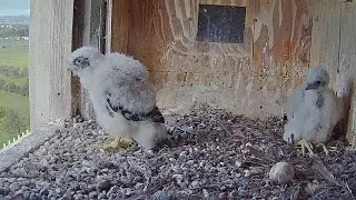 FalconCam Project | Indigo watching our side world | Oct 27, 2022