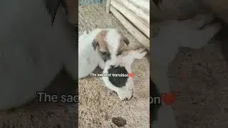 💔😭🐕🕊️#aspinmom #saddesttransition #youtubeshorts #youtubeshortsvideo #justbeyou