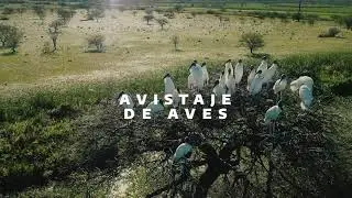 Momentos Argentinos: Avistaje de Aves en Chaco