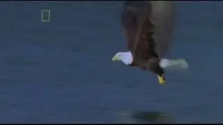 The Living Edens : Bald Eagle of Glacier Bay