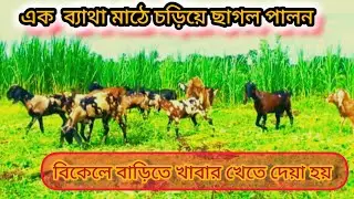 কম খরচে দেশি ছাগল ও ক্রস ছাগল পালন Low-cost breeding of indigenous goats and cross-bred goats 