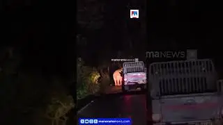 വാഹനത്തിനു മുന്നില്&zwj; നിന്നും മാറാതെ കബാലി | Wild Elephant