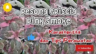 EPISCIA PINK SMOKE || KARAKTERISTIK DAN TIPS PERAWATAN || PESONA EPISCIA PART 6