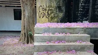 Oba Gindara (ඔබ ගින්දර) Cover By Dharana Semasinghe