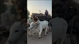 Bullock Cart #bull #cattle #bulls #farm #animals #taurus #bullockcart #bullock#strength #raw #power