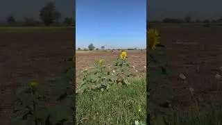 village vibes #sunflower #farm #Youtubeshorts #youtube