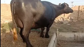 beautiful buffalo neeli Ravi for sale on YouTube in Pakistan