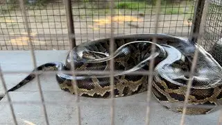 Вьетнамская фабрика по производству змеиного вина, пирожных &laquo;Попрайс&raquo; и кокосовых конфет 🇻🇳 Виньлонг, Дельта Меконга, 2023