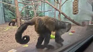 ZOO PRAHA