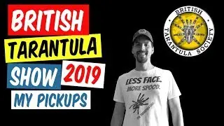 The British Tarantula Show 2019 - What did I get?