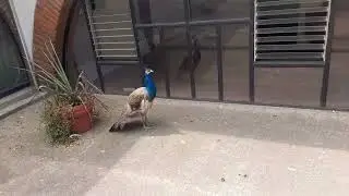Pollo entero preparando bosque