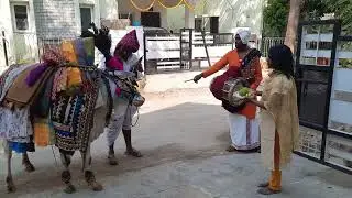 gangireddu - Bhogi Sankranti celebration