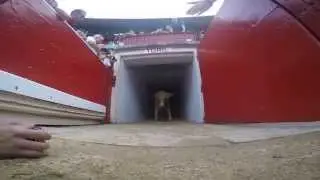 Slow-Mo Bull Jump