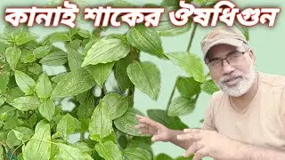 কানাই শাক, কানাই লতার ঔষধি গুন #ছাদ_কৃষি #ছাদবাগান #শখেরবাগান #gardening #garden #কৃষি_খামার 