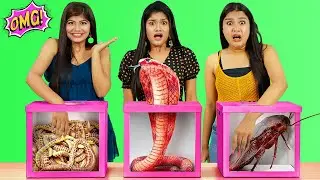রহস্যময় বাক্সের চ্যালেঞ্জ ☠️ - MYSTERY BOX Challenge | ভুল বাক্স Choose করলে সব শেষ