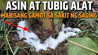 ASIN AT TUBIG ALAT MABISANG GAMOT SA SAKIT NG SAGING | D' GREEN THUMB
