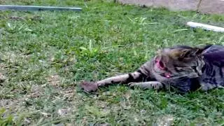 Cat catches mouse
