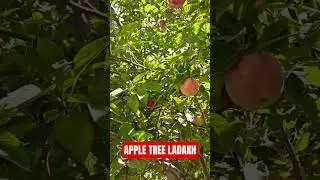 APPLE TREE WITH FULL OF APPLE @ LADAKH #apple #appletree #ladakh #viral #travel #viralshorts #latest