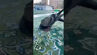 Amazing Miracle from Allah Revealed - What Is #short