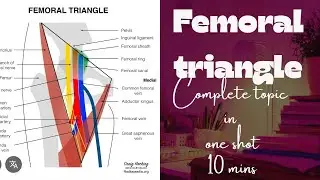 ✨Femoral Triangle ✨Femoral sheath and canal ✨ complete topic in one shot #anatomy #medicalstudent 