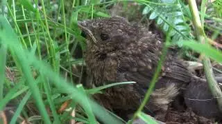 Small Damp Baby Bird
