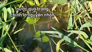 c&acirc;u c&aacute;,nguy&ecirc;n nh&acirc;n từ nước trong (video 62)@3ruong