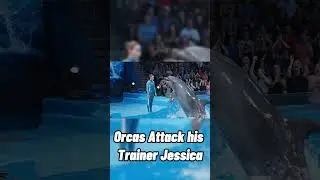 Orcas Attacks His Trainer 🥹😭 #orcas #trending #trendingshorts #viral #dolphin #attack #jessica