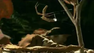 The Gladiator Spider